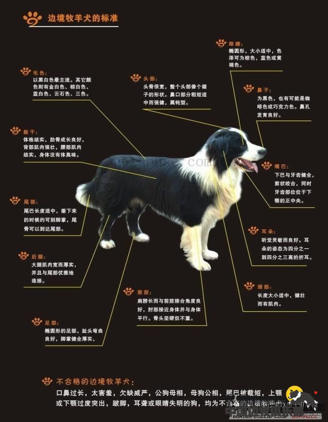 collie)akc标准  边境牧羊犬是非常匀称的,中等体型的,外观健壮的狗