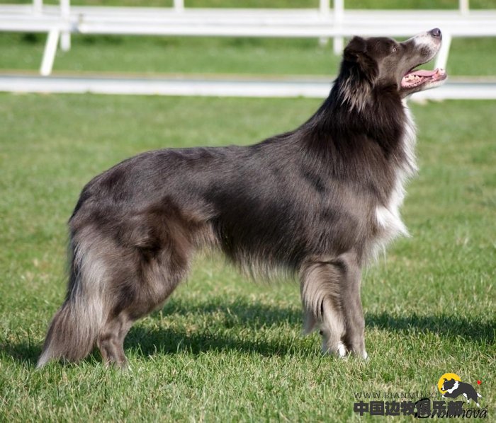 历史上最全的边境牧羊犬颜色图文集锦大全 边牧|边境牧羊犬爱好者