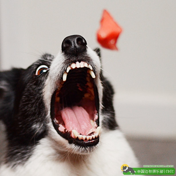 一组边境牧羊犬的写真图片,大爱 